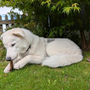 <p>Pansen Rind: knuspriger Kauspass f&uuml;r ca. 2 Minuten. Lani liebt alle Snackprodukte. Hauptfutter ist Trockenfutter Gefl&uuml;gel Junior und Dose Gefl&uuml;gel. Aufgrund ihrer Vergangenheit (kommt aus dem Tierheim) bekommt sie zus&auml;tzlich Bierhefe plus zur St&auml;rkung des Immunsystems und zur Vorbeugung vor Durchfall,&nbsp; Pr&auml;biosan zum Aufbau der Darmflora sowie das Fell Vital-&Ouml;l f&uuml;r ein gesundes gl&auml;nzendes Fell und zur Unterst&uuml;tzung des Fellwechsels.</p>