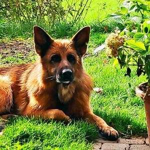 <p>Vanja nimmt das Nahrungserg&auml;nzungsmittel Bierhefe plus. St&auml;rkt das Immunsystem, gut f&uuml;r Haut und Fell, f&uuml;r starke Nerven, hilft bei Verdauungsproblemen oder Futterumstellung. Zudem liebt sie ausnahmslos alle Produkte der Snack-Linie.</p>