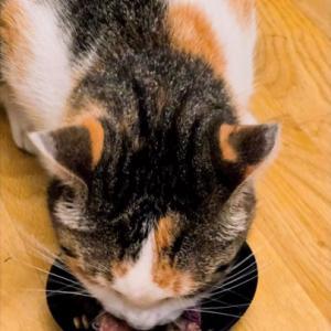 <p>Miggi beim Testessen. Sie und ihr Bruder Fritz d&uuml;rfen s&auml;mtliche Nass- und Trockenfutter ausprobieren. Was f&uuml;r ein Gaumenschmaus.</p>